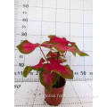 Natural Plant for Sale caladium nihong natural plants Manufactory